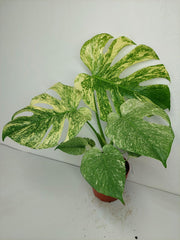 Monstera Mint Adult