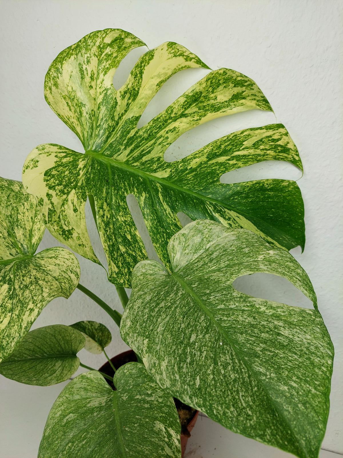 Monstera Mint Adult