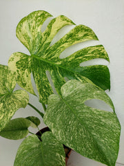 Monstera Mint Adult