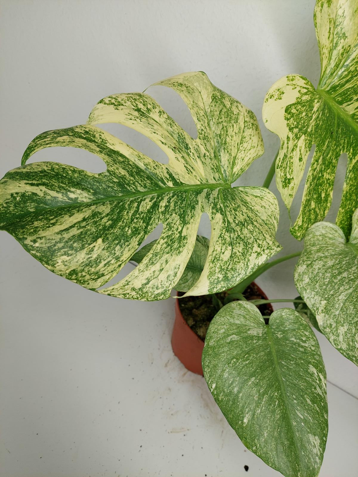Monstera Mint Adult