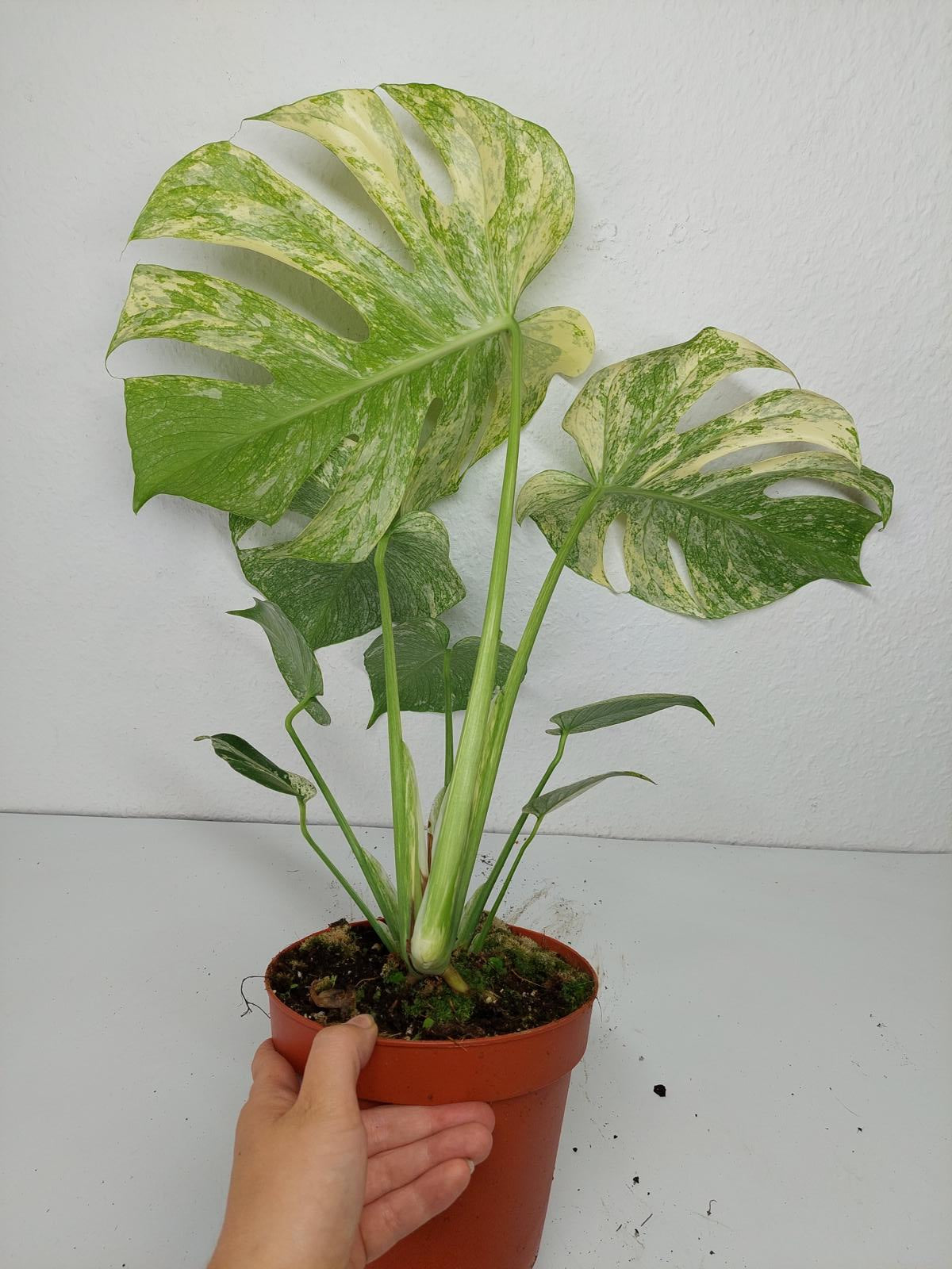 Monstera Mint Adult