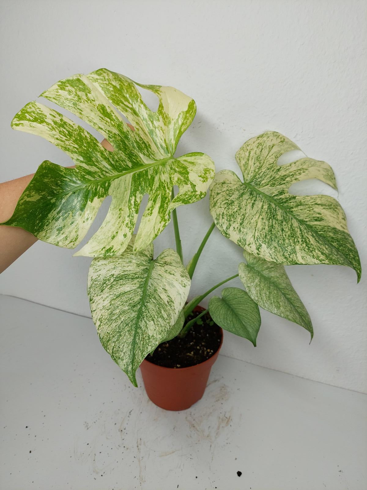 Monstera Mint Adult