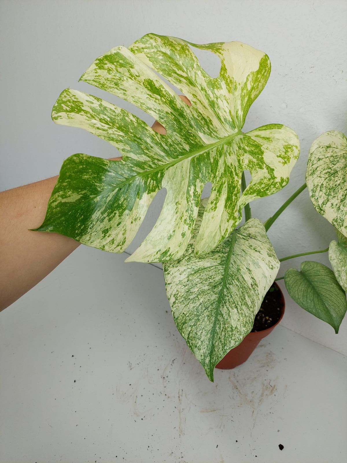 Monstera Mint Adult
