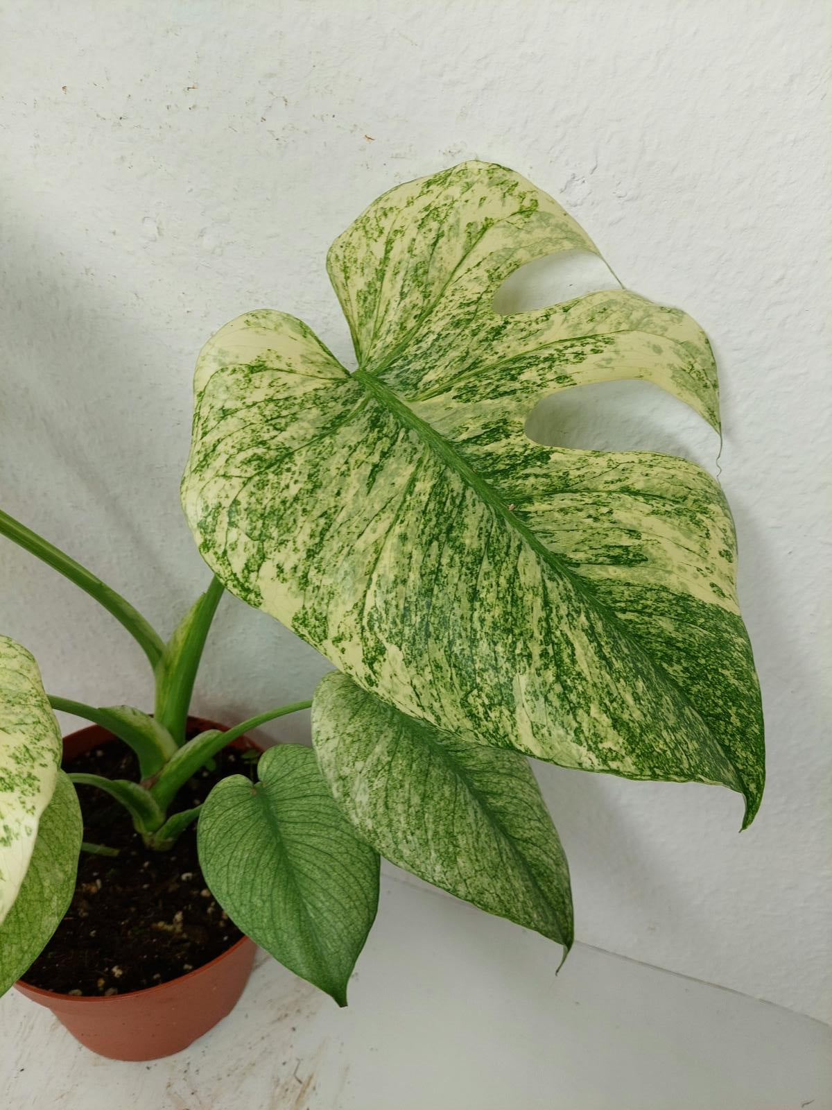 Monstera Mint Adult