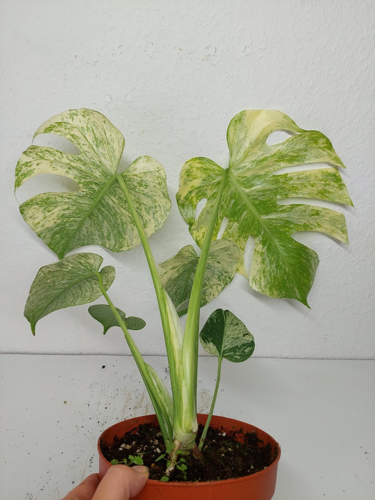 Monstera Mint Adult