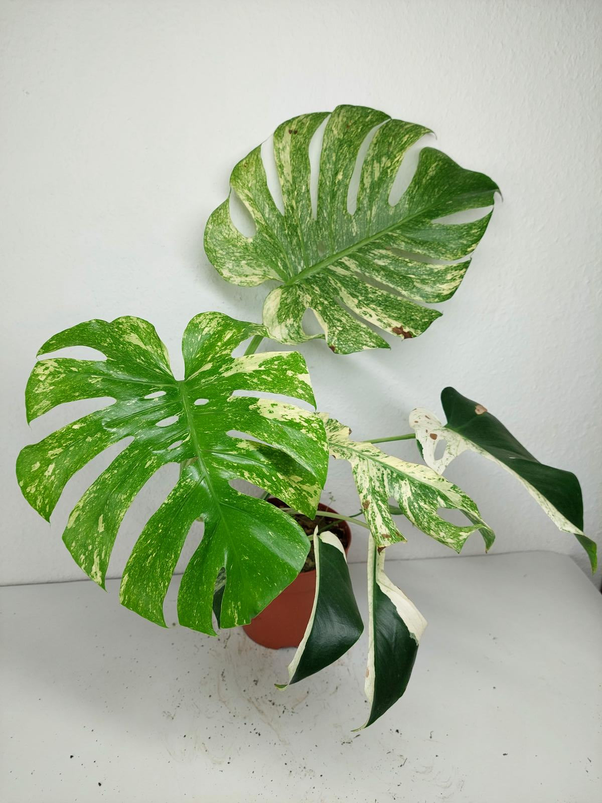 Monstera Mint Adult