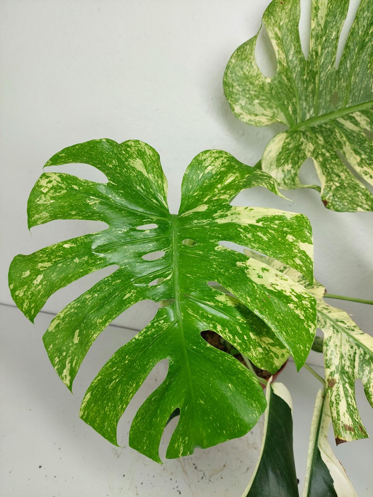 Monstera Mint Adult