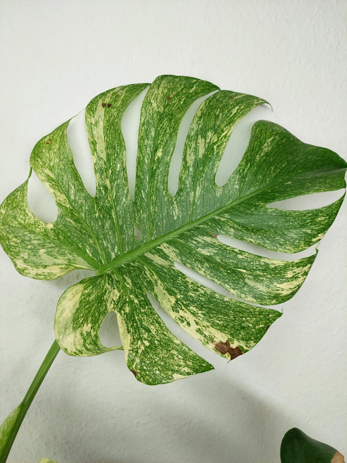 Monstera Mint Adult