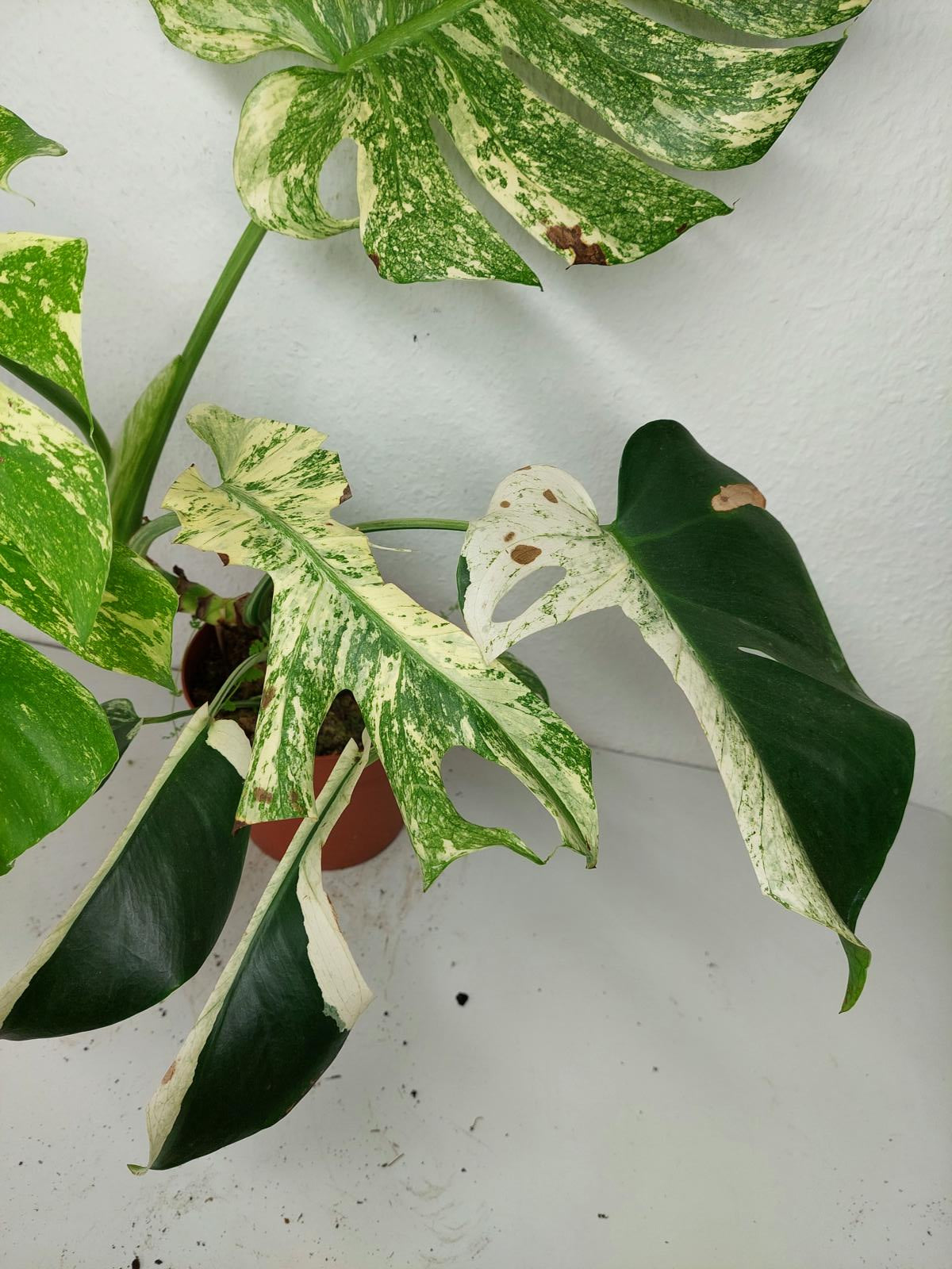 Monstera Mint Adult