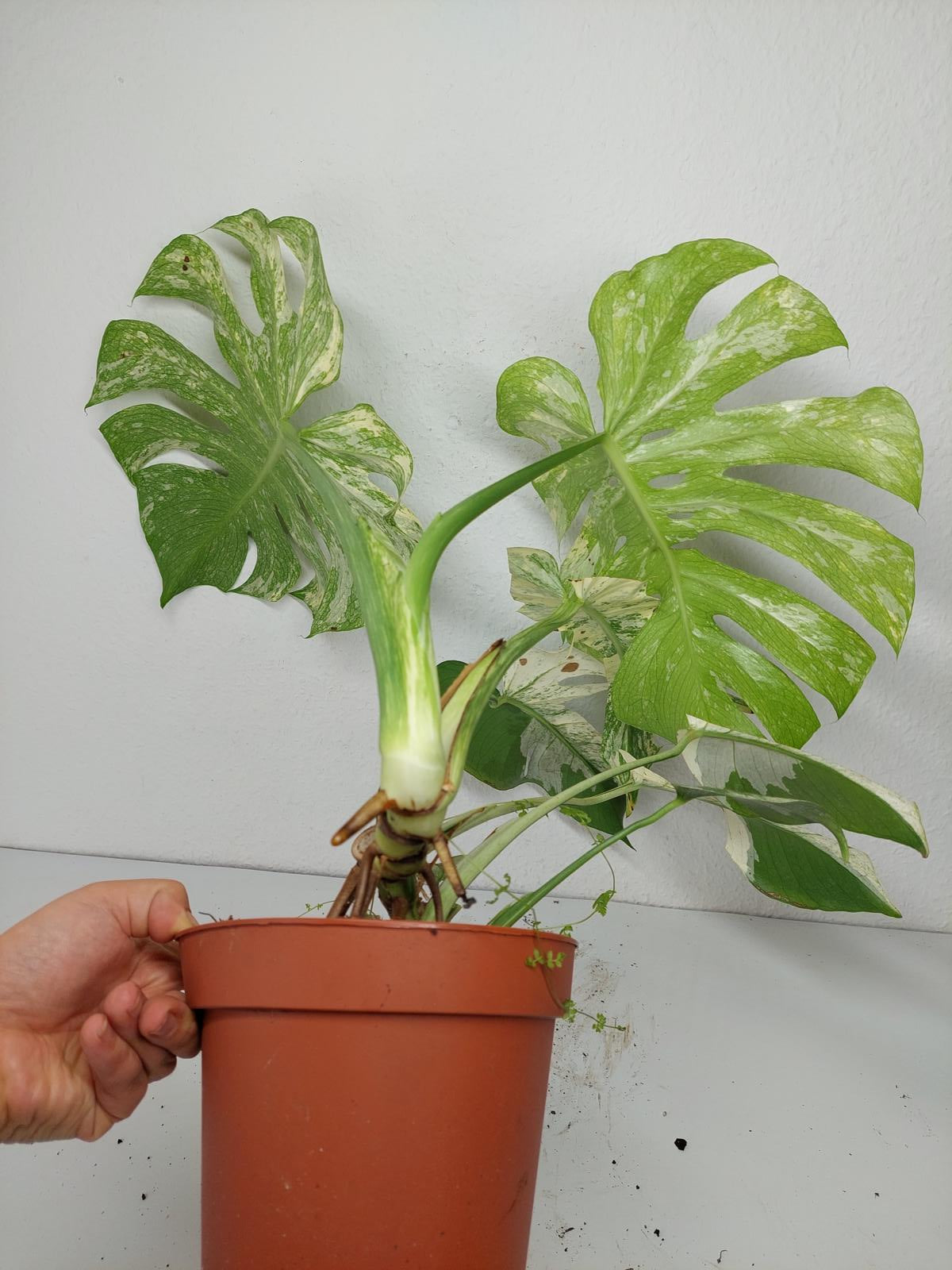 Monstera Mint Adult
