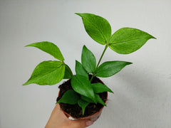 Hoya Polyneura