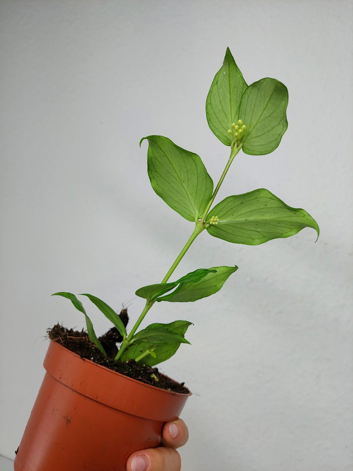 Hoya Polyneura