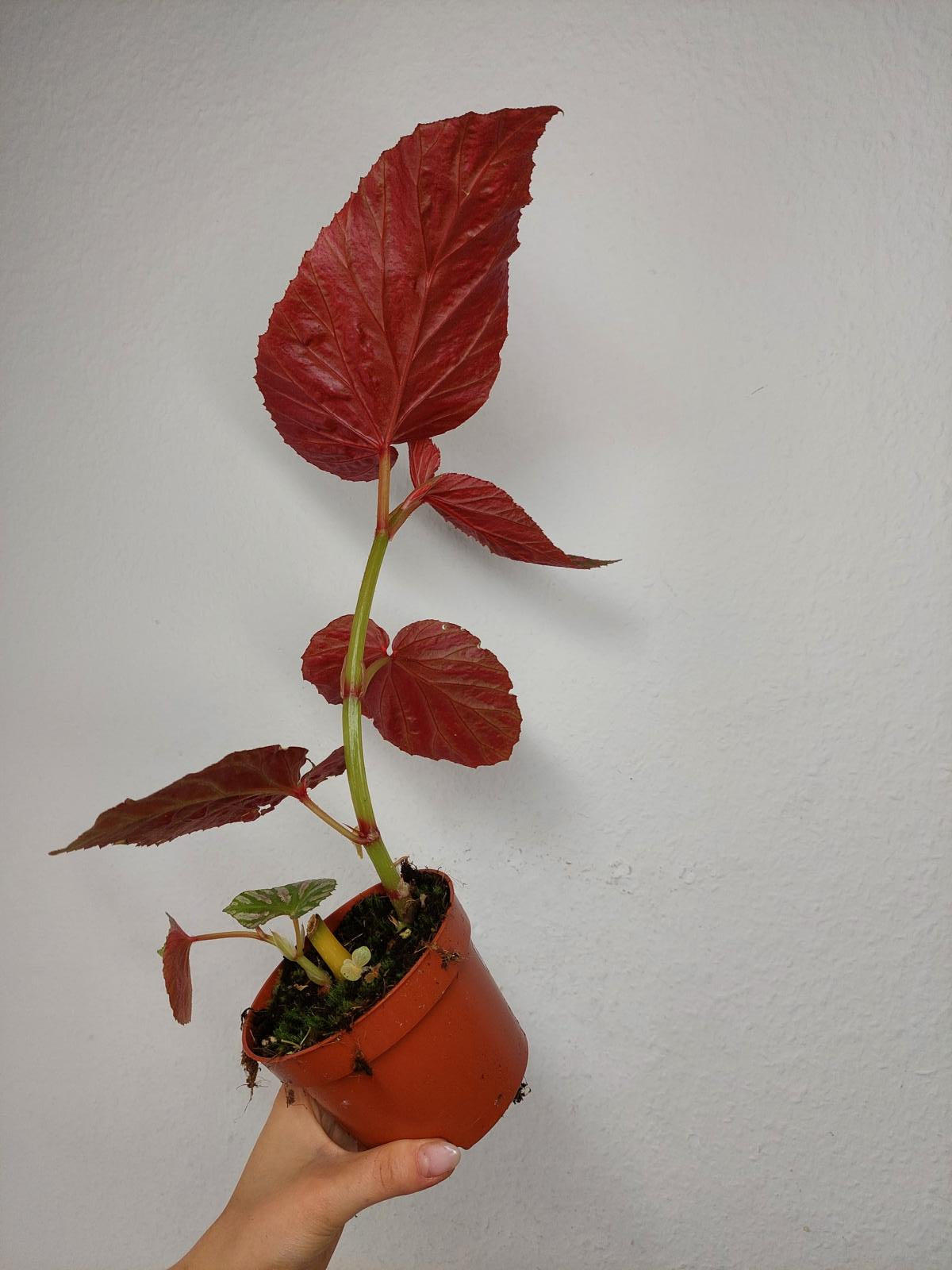 Begonia Brevirimosa