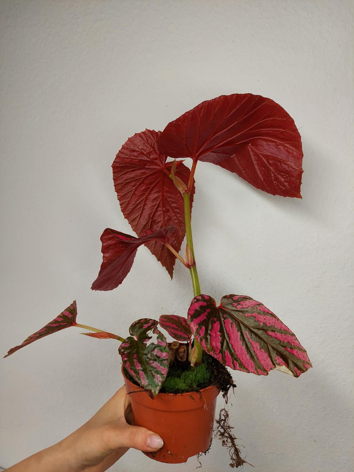Begonia Brevirimosa