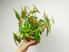 Begonia Amphioxus