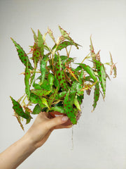 Begonia Amphioxus