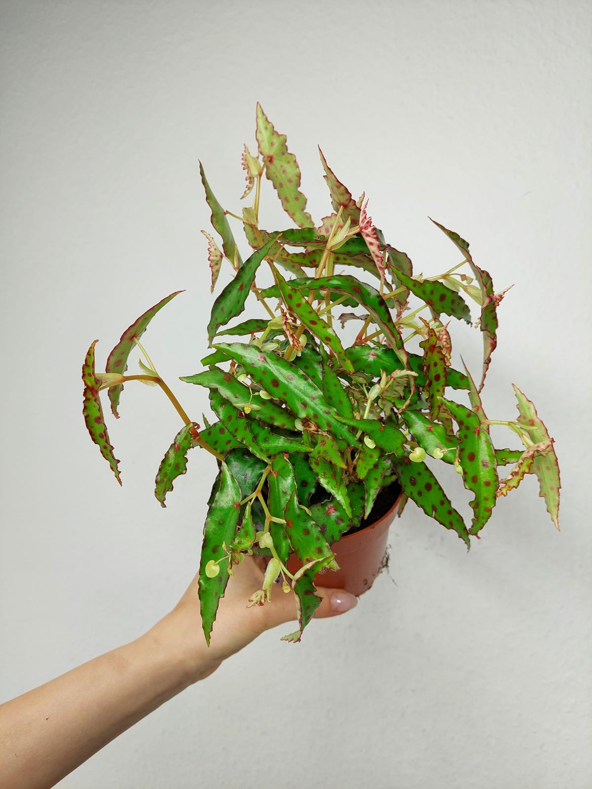 Begonia Amphioxus