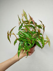 Begonia Amphioxus