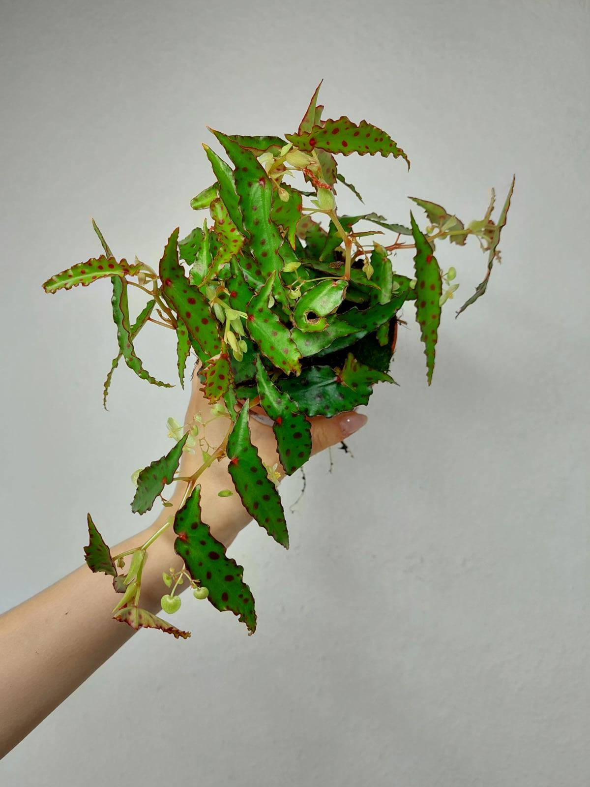 Begonia Amphioxus