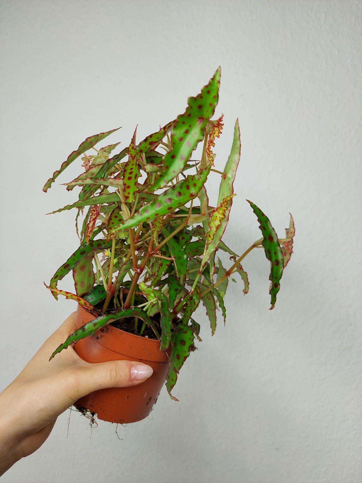 Begonia Amphioxus
