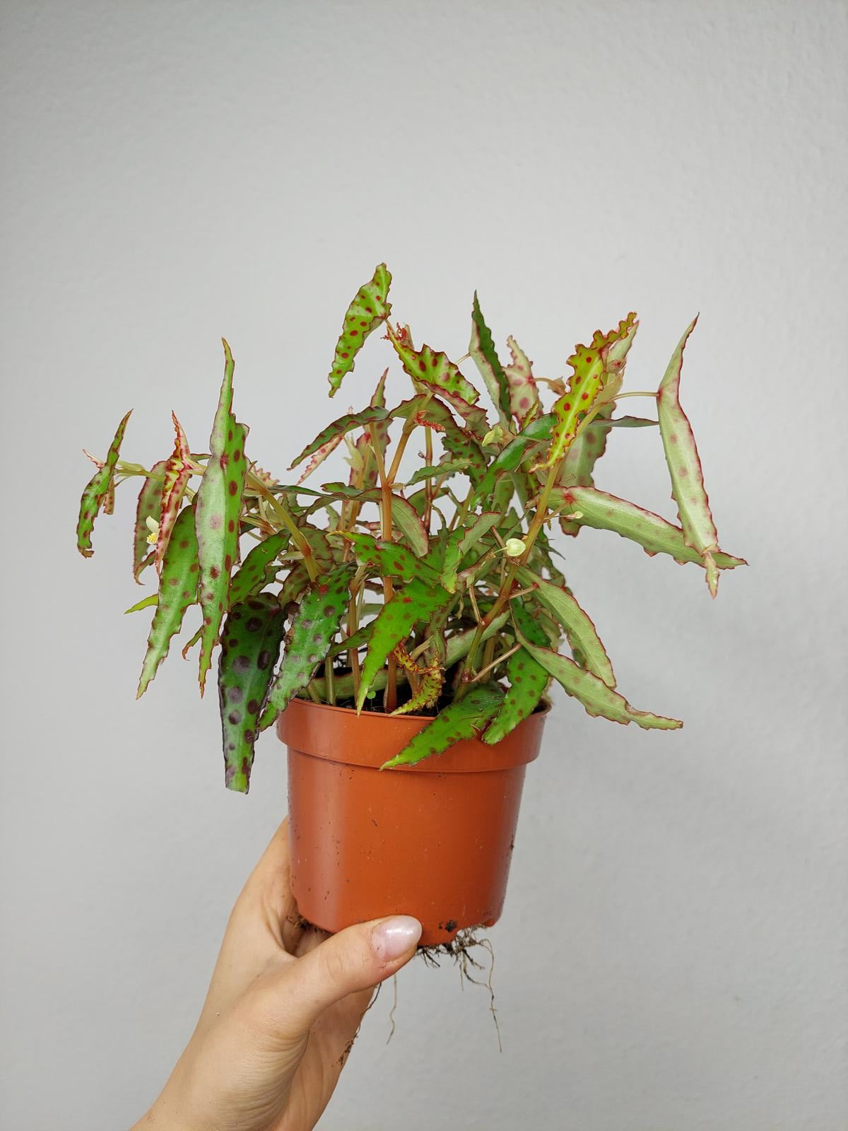 Begonia Amphioxus