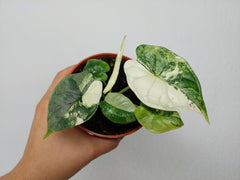 Alocasia Dragon Scale Variegata