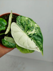 Alocasia Dragon Scale Variegata