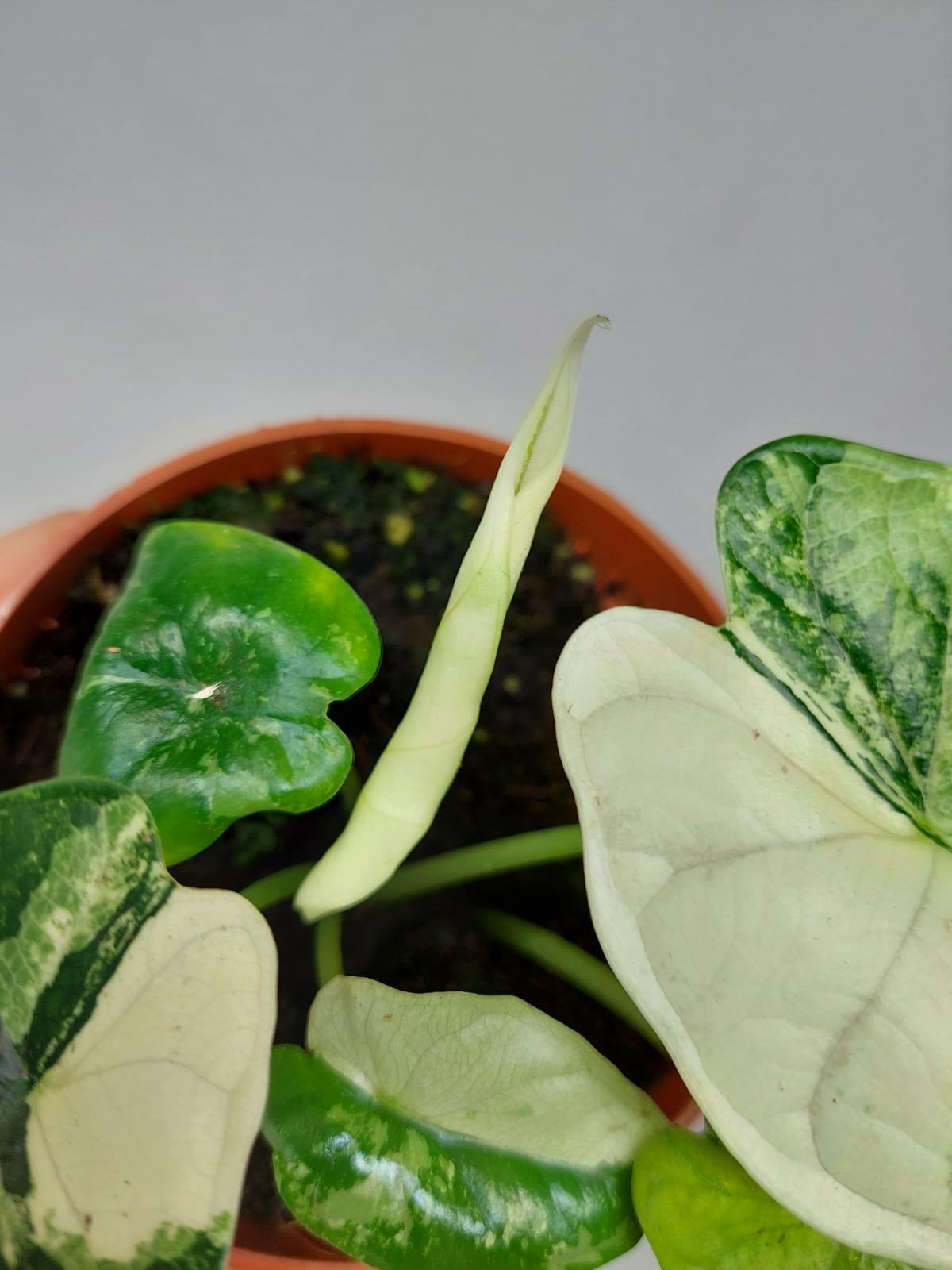 Alocasia Dragon Scale Variegata