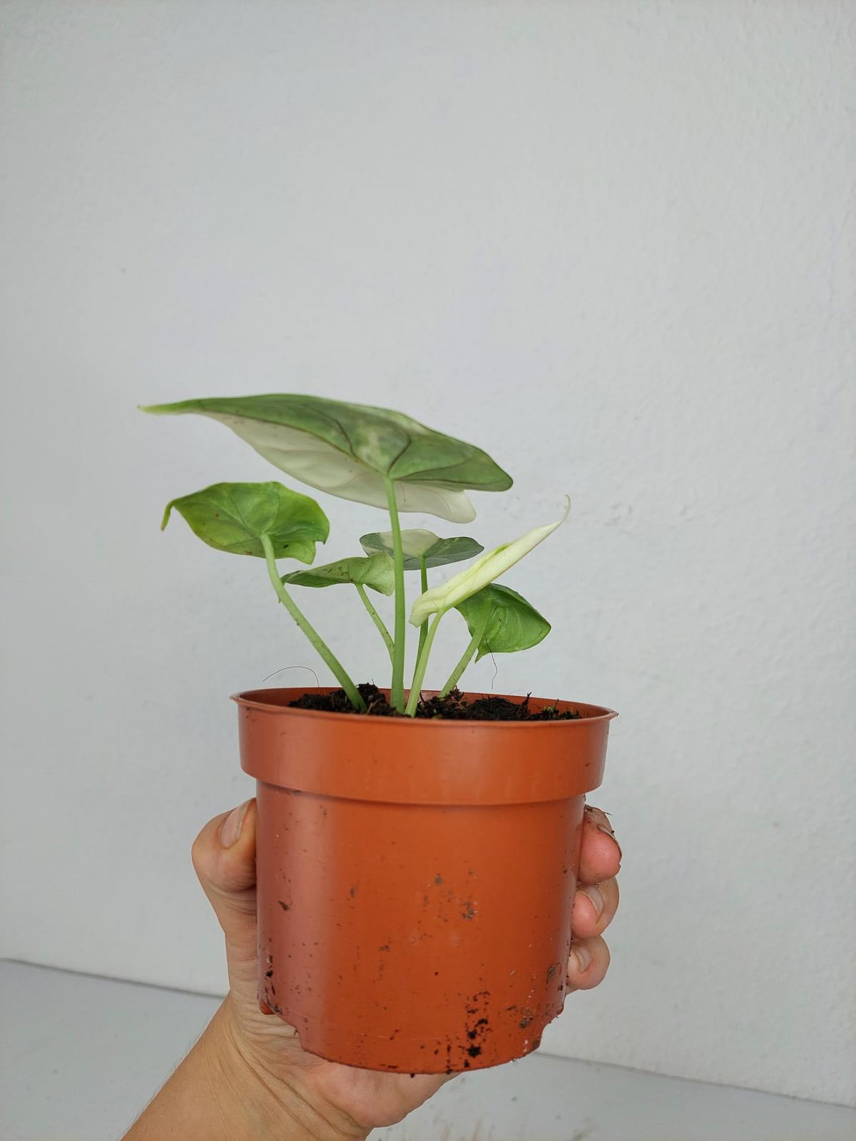 Alocasia Dragon Scale Variegata