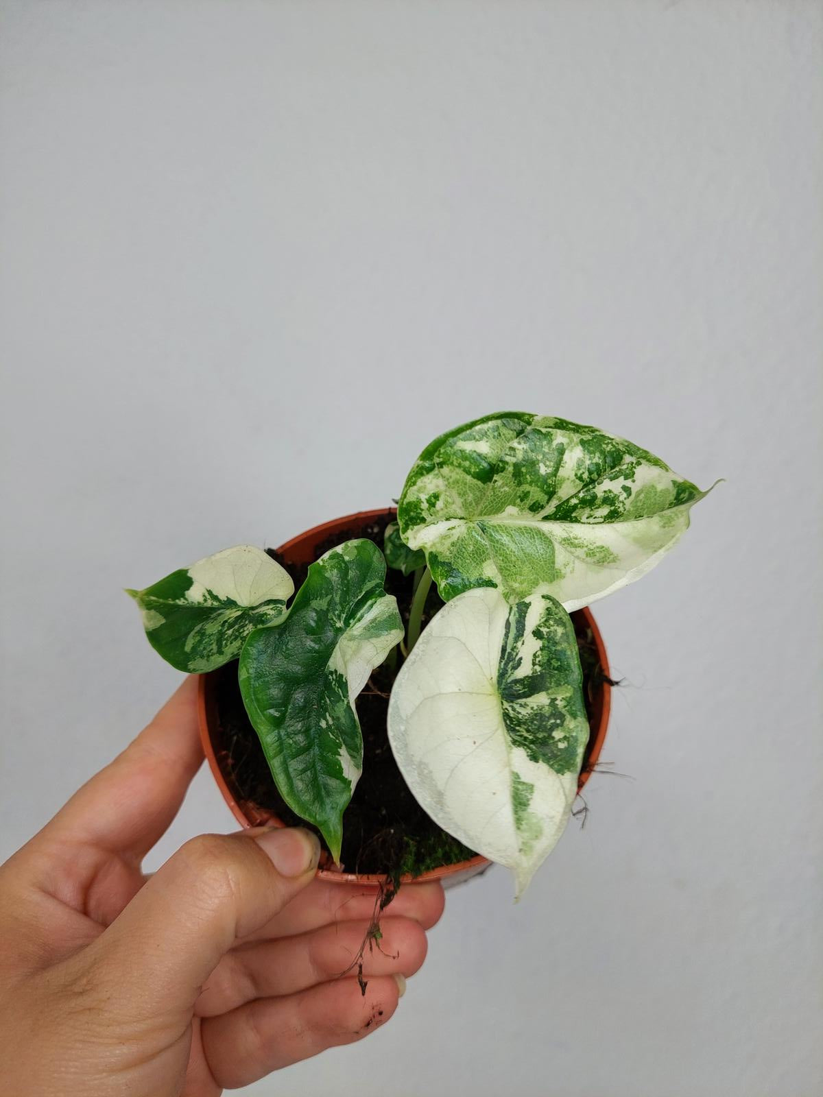 Alocasia Dragon Scale Variegata