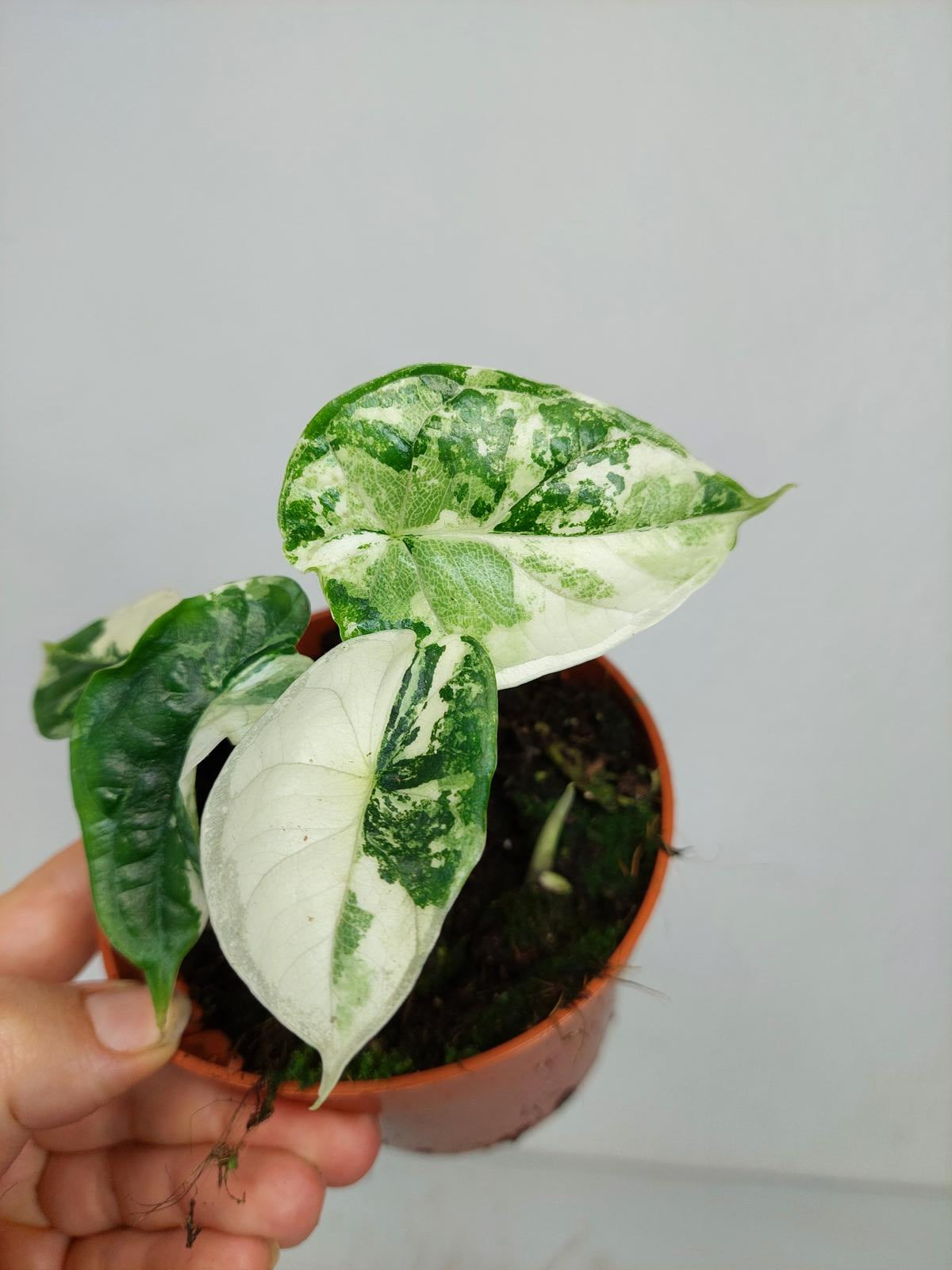 Alocasia Dragon Scale Variegata