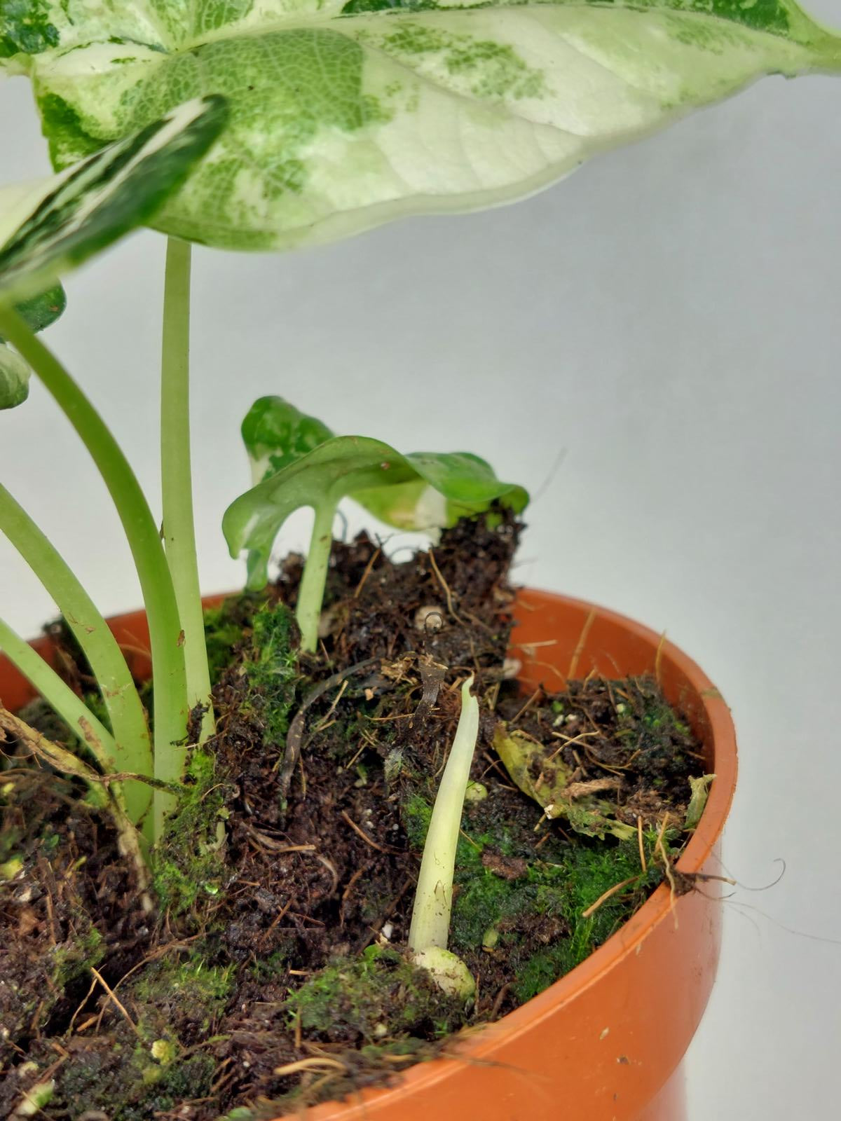 Alocasia Dragon Scale Variegata