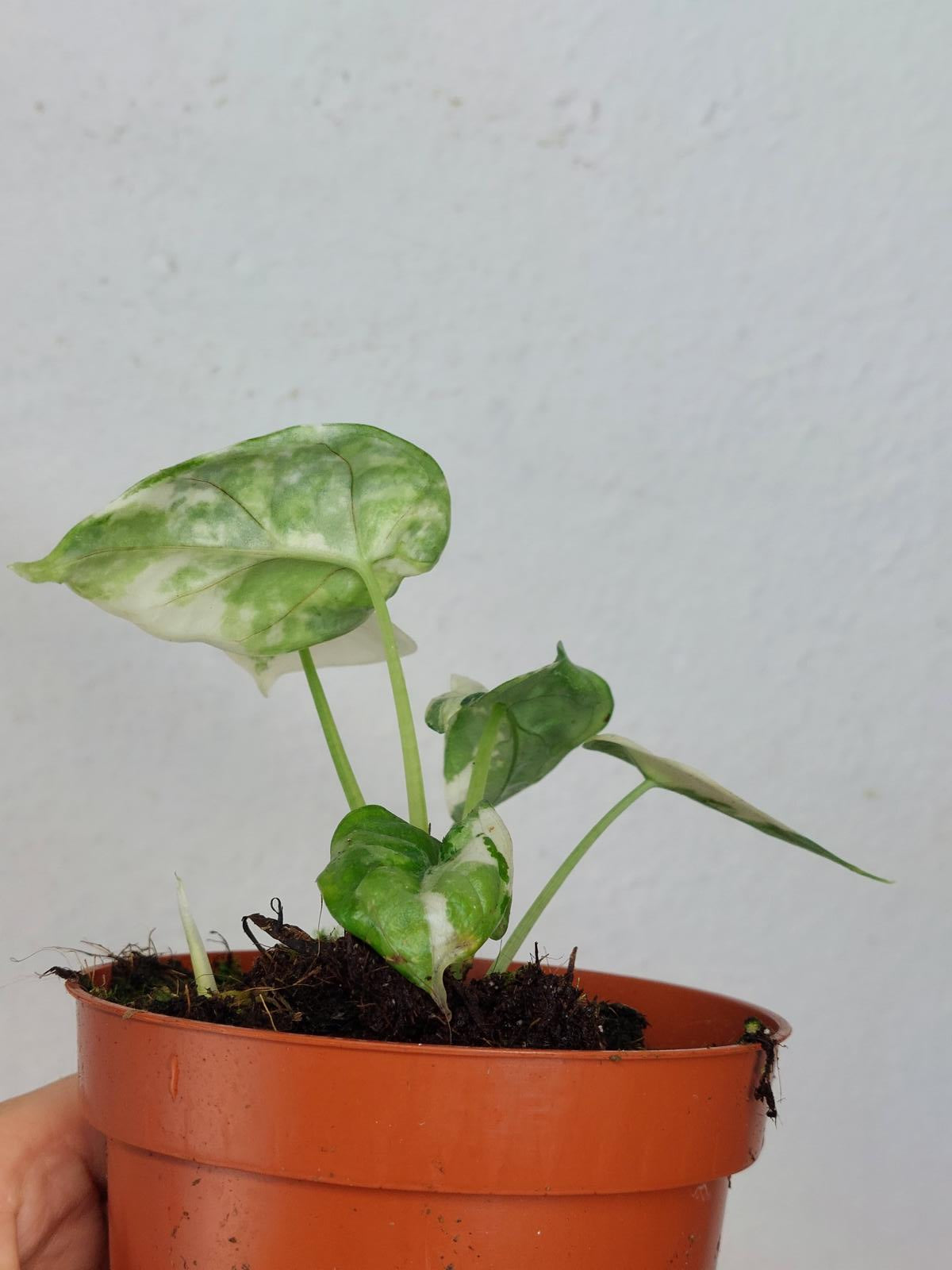 Alocasia Dragon Scale Variegata