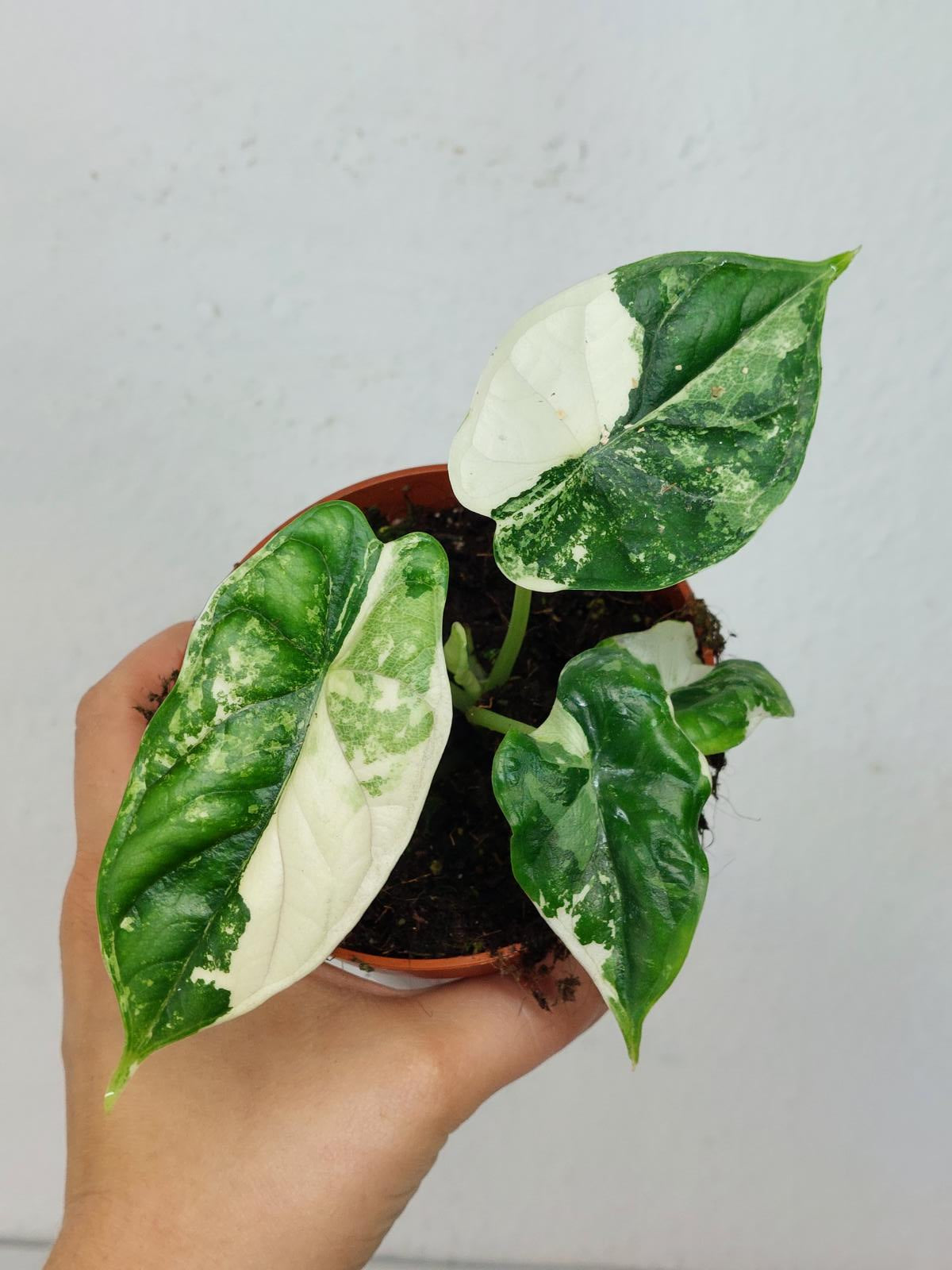 Alocasia Dragon Scale Variegata