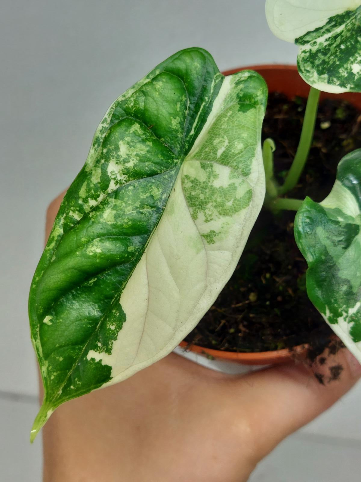 Alocasia Dragon Scale Variegata