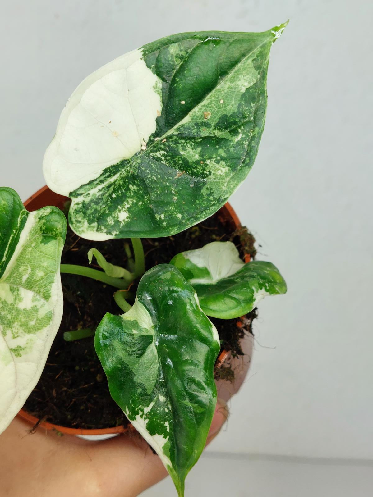 Alocasia Dragon Scale Variegata
