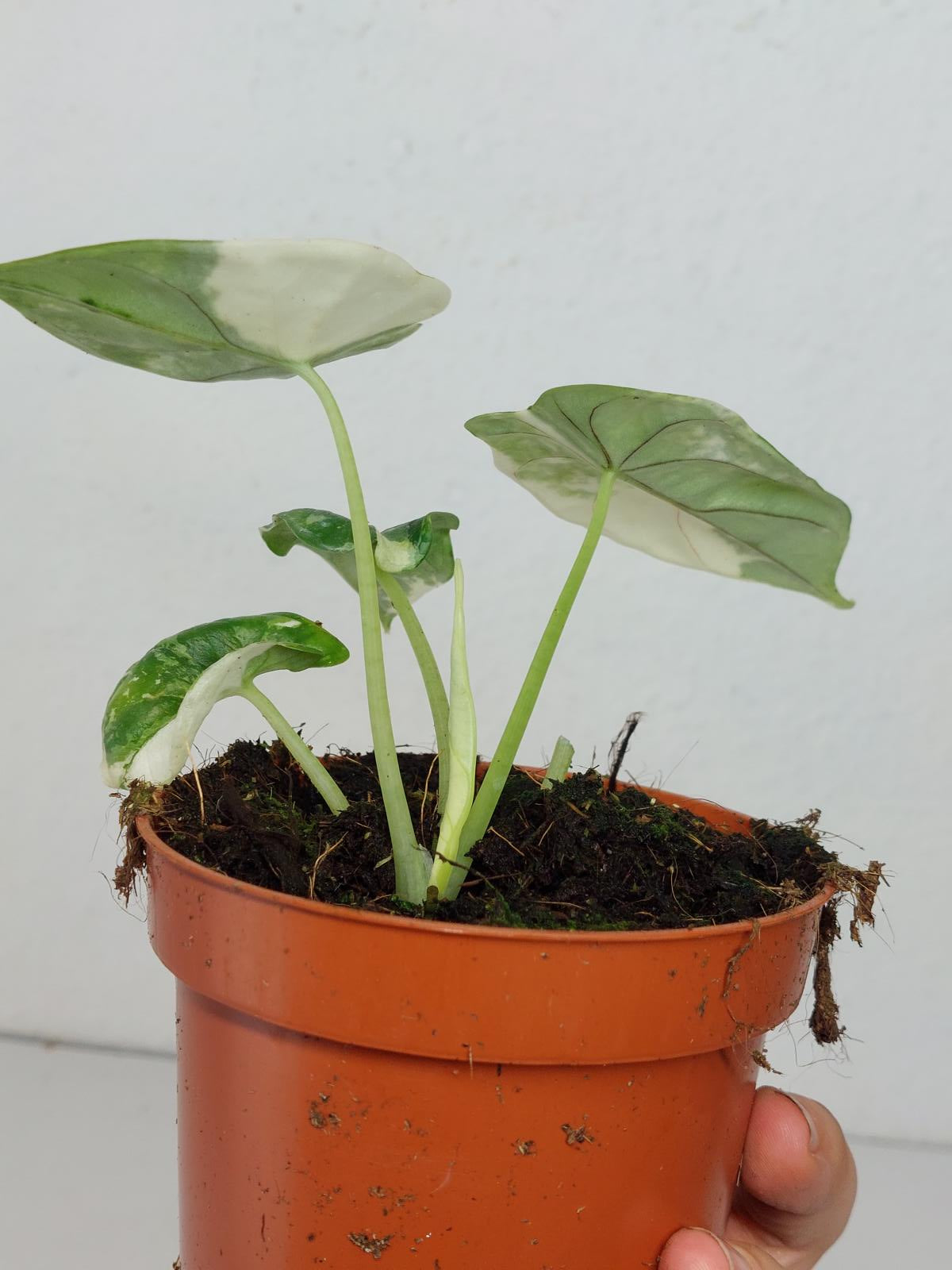 Alocasia Dragon Scale Variegata