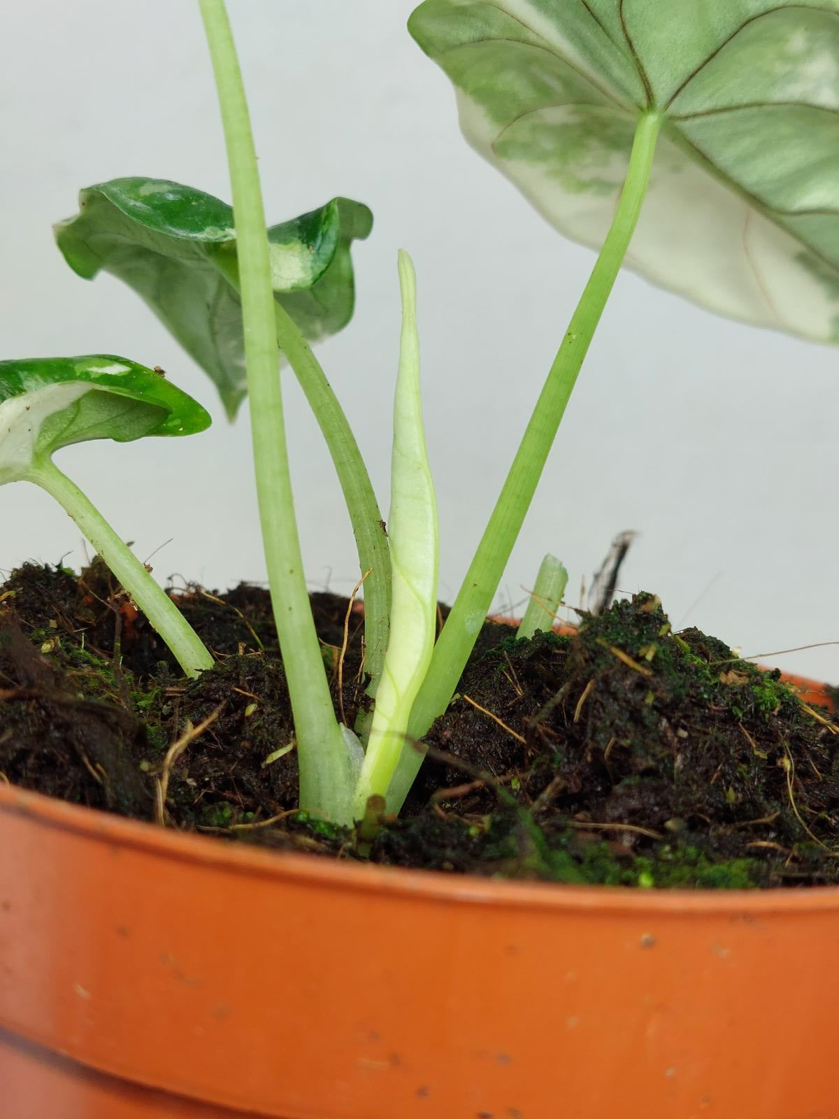 Alocasia Dragon Scale Variegata