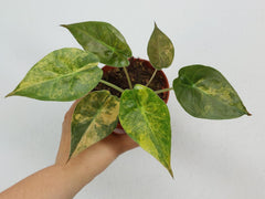 Alocasia Wentii Aurea Sunset