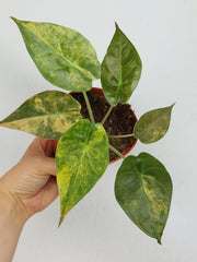 Alocasia Wentii Aurea Sunset