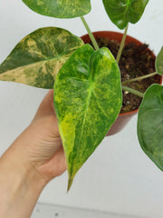 Alocasia Wentii Aurea Sunset