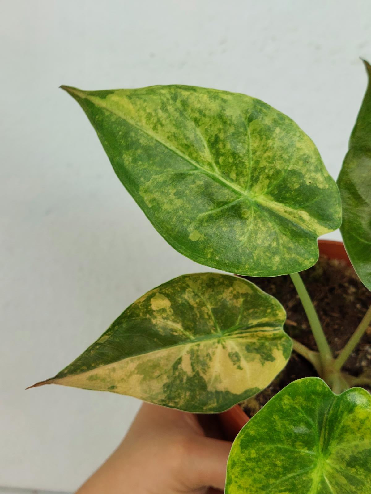 Alocasia Wentii Aurea Sunset