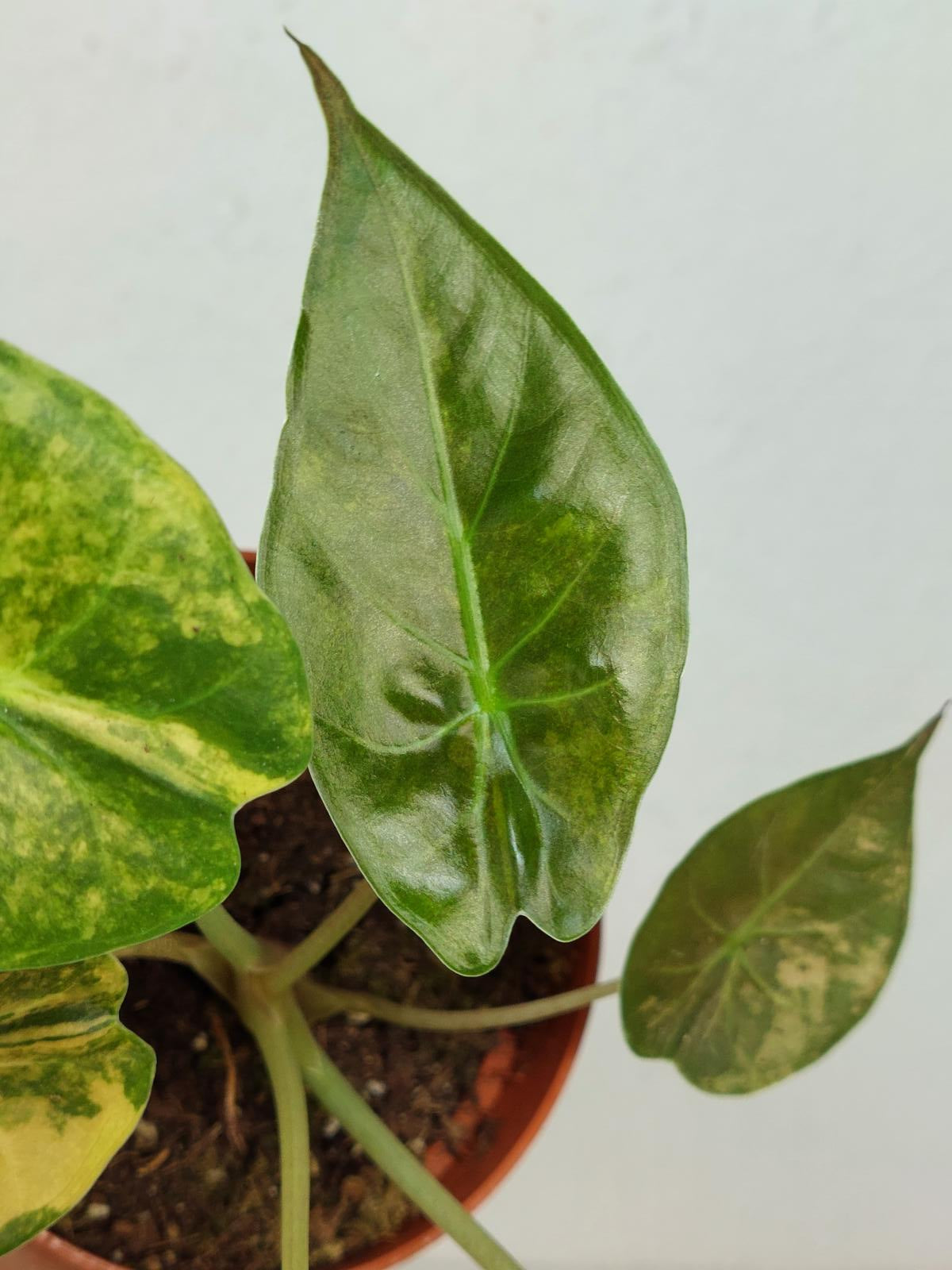 Alocasia Wentii Aurea Sunset