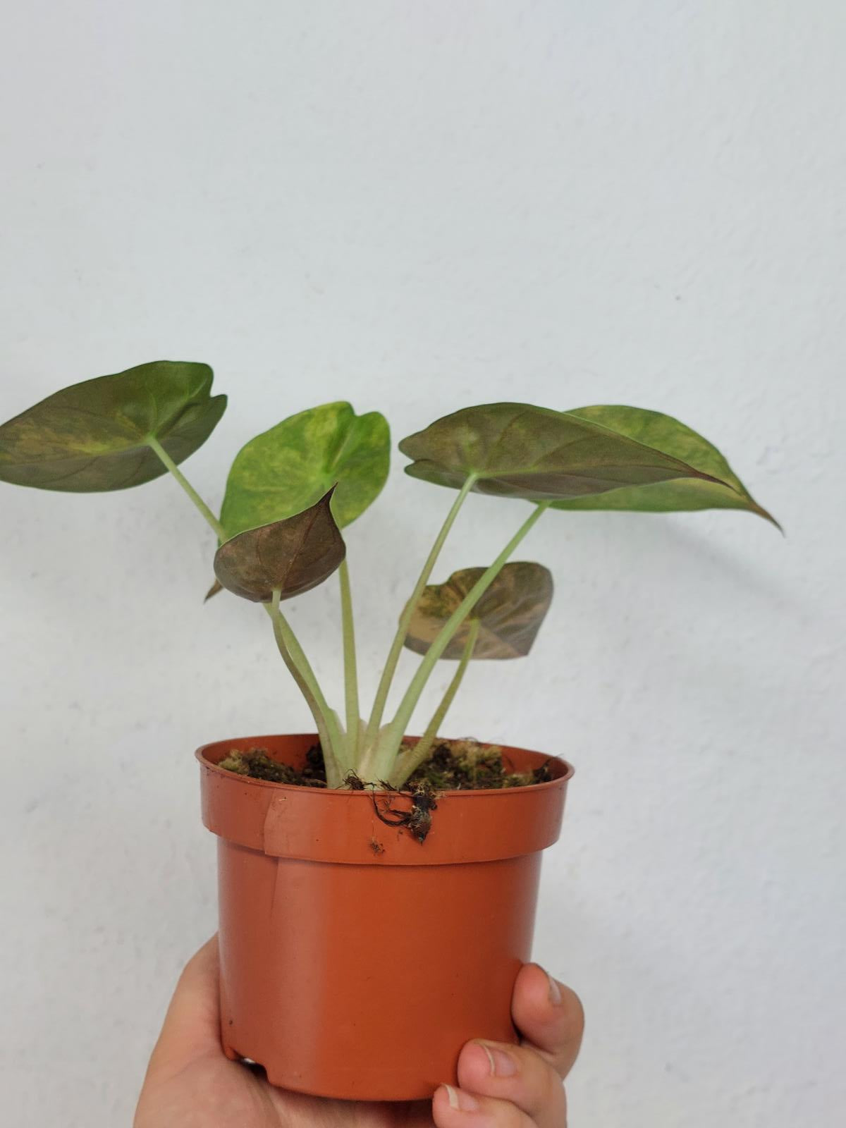 Alocasia Wentii Aurea Sunset