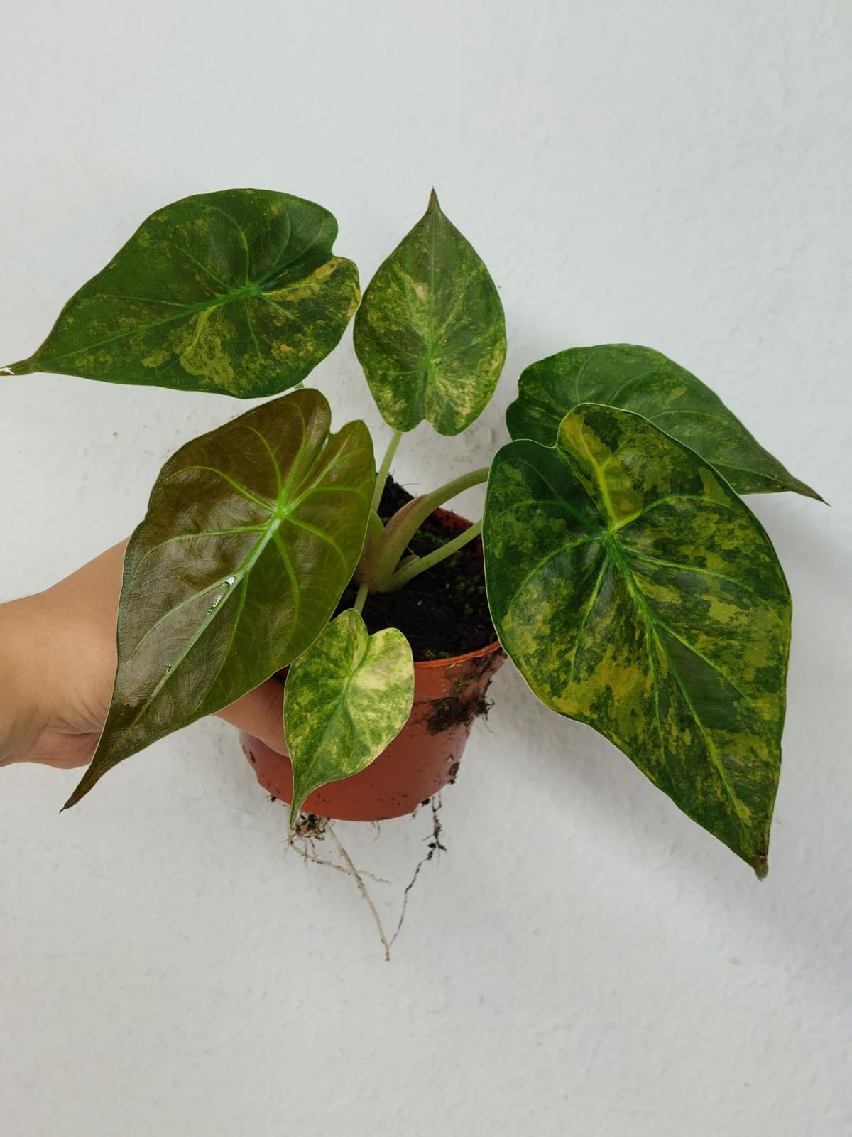 Alocasia Wentii Aurea Sunset