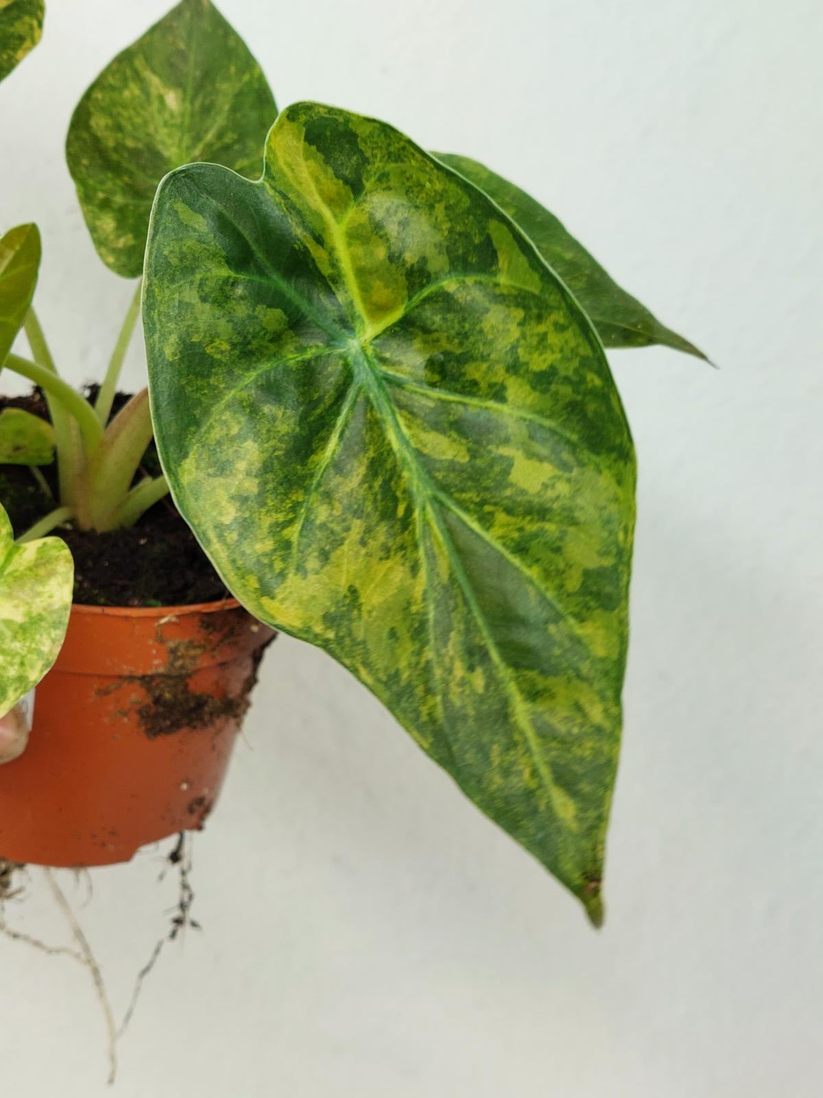 Alocasia Wentii Aurea Sunset