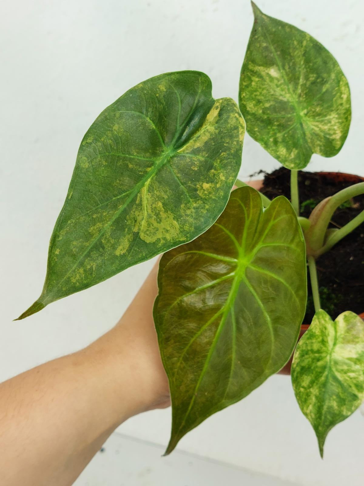 Alocasia Wentii Aurea Sunset
