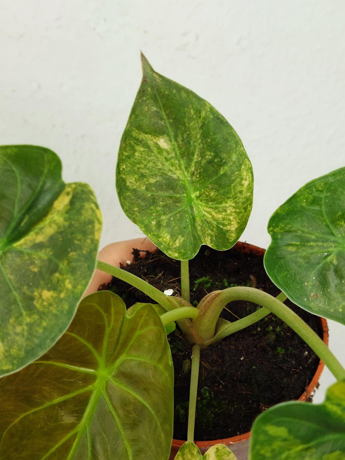 Alocasia Wentii Aurea Sunset