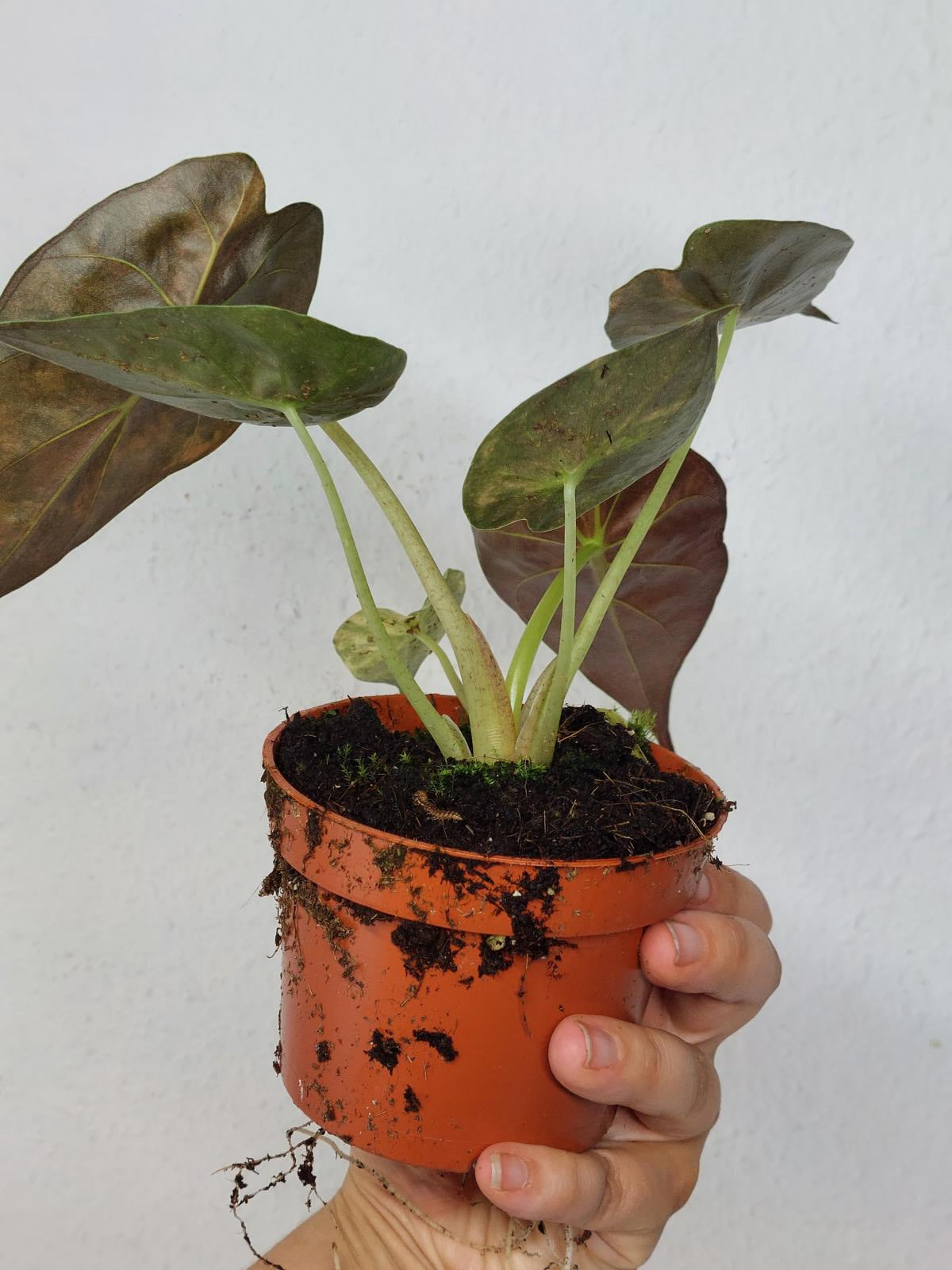Alocasia Wentii Aurea Sunset