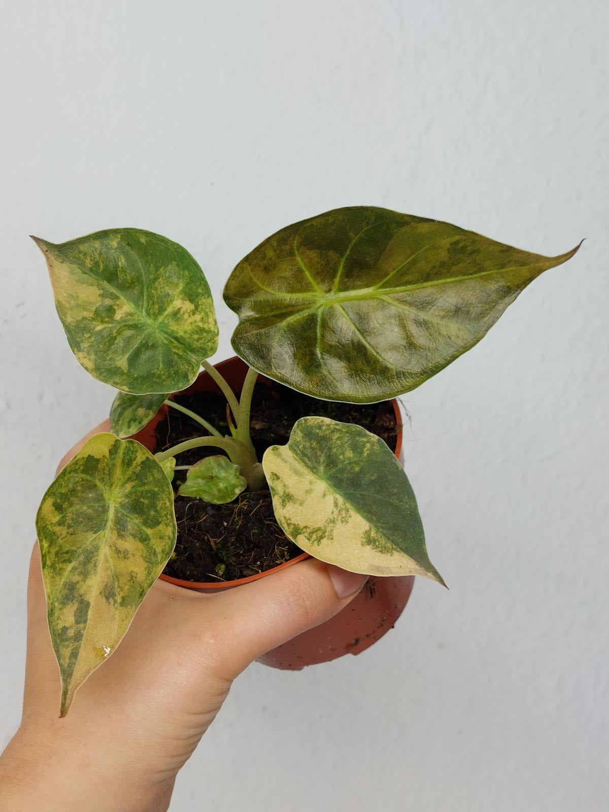 Alocasia Wentii Aurea Sunset